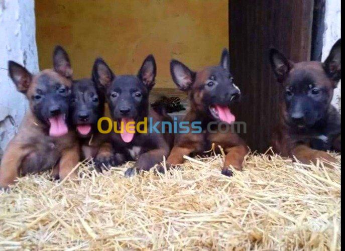 Chiots malinois