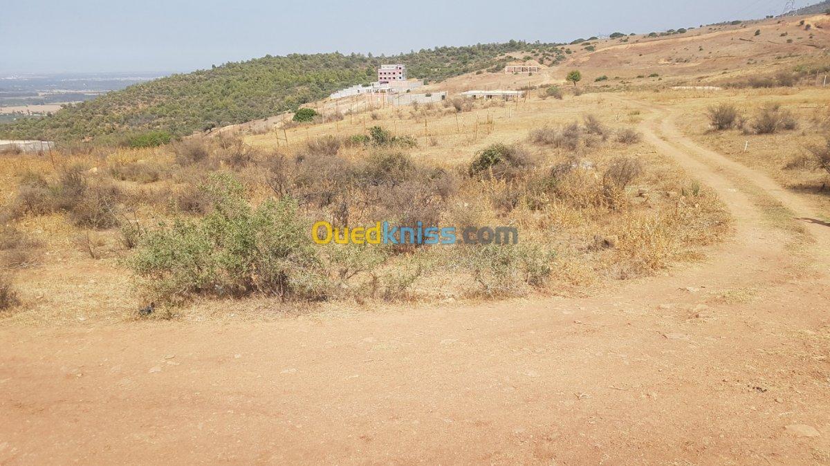 Vente Terrain Blida Bouinan