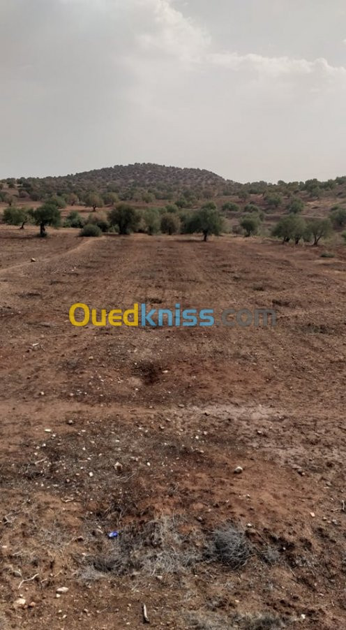 Vente Terrain Bouira El adjiba