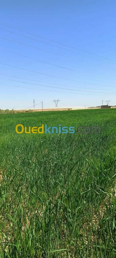 Vente Terrain Agricole Biskra Biskra