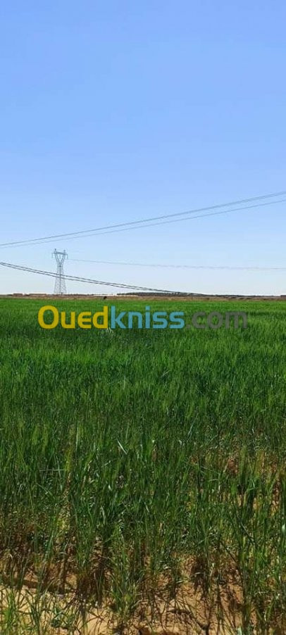 Vente Terrain Agricole Biskra Biskra