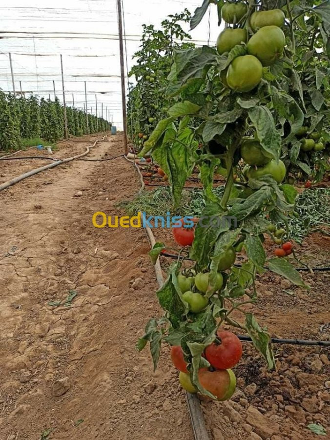 Vente Terrain Agricole Biskra Biskra