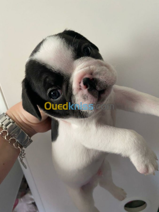 Bulldog français 