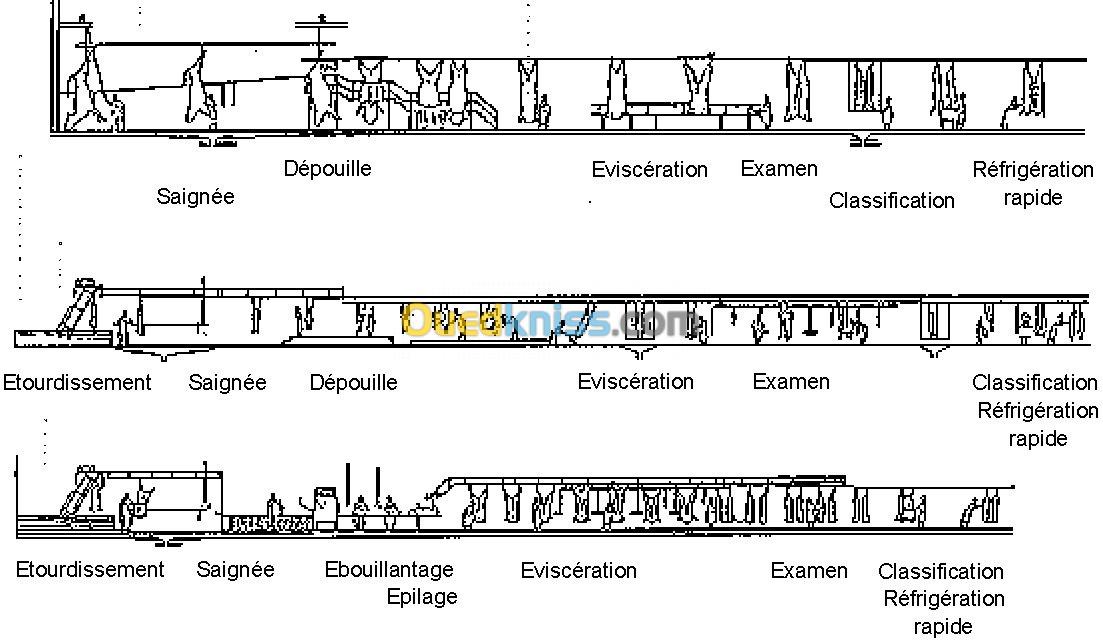 lignes d'a battage de bovins Ovnis Autruches