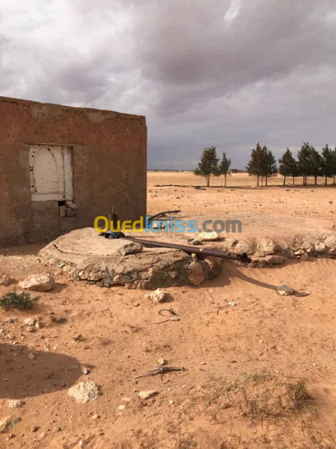 Location Terrain Agricole Tiaret Zmalet el emir abdelkader