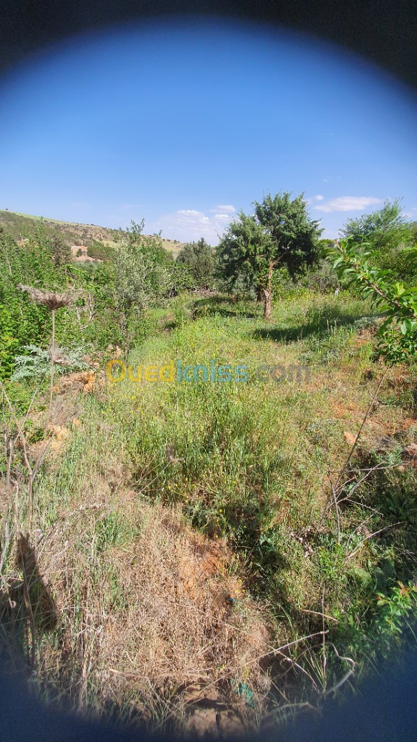 Vente Terrain Tiaret Frenda