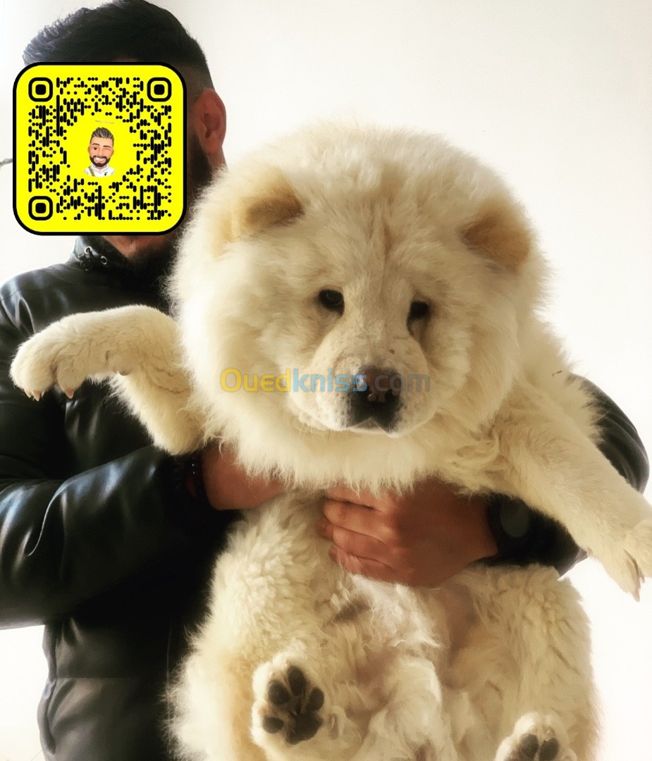 Disponible MaL chow-chow blanc hadja top