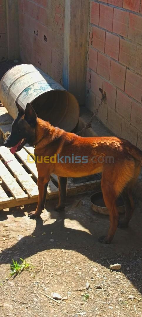 Malinois mal a vendre 