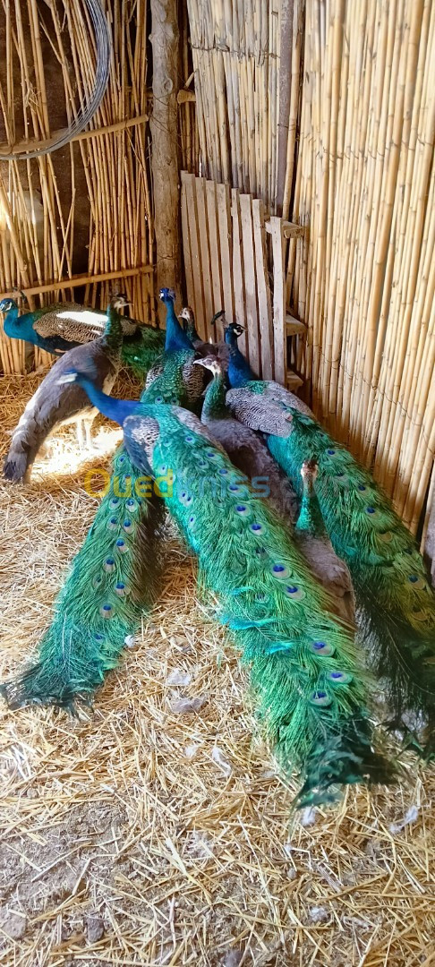 Paon طاووس أزرق وأبيض