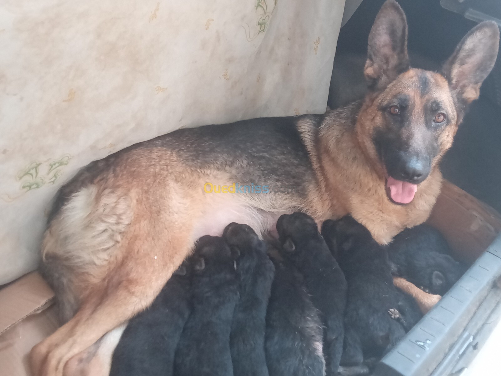 Chiots berger allemand 