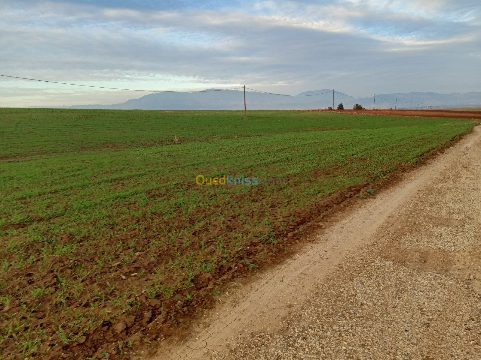 Vente Terrain Agricole Aïn Defla Bordj emir khaled chikh