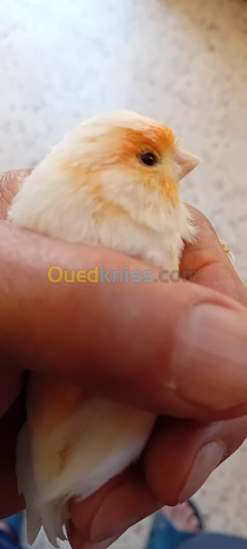  CANARI MOSAIQUE ROUGE DE RACE