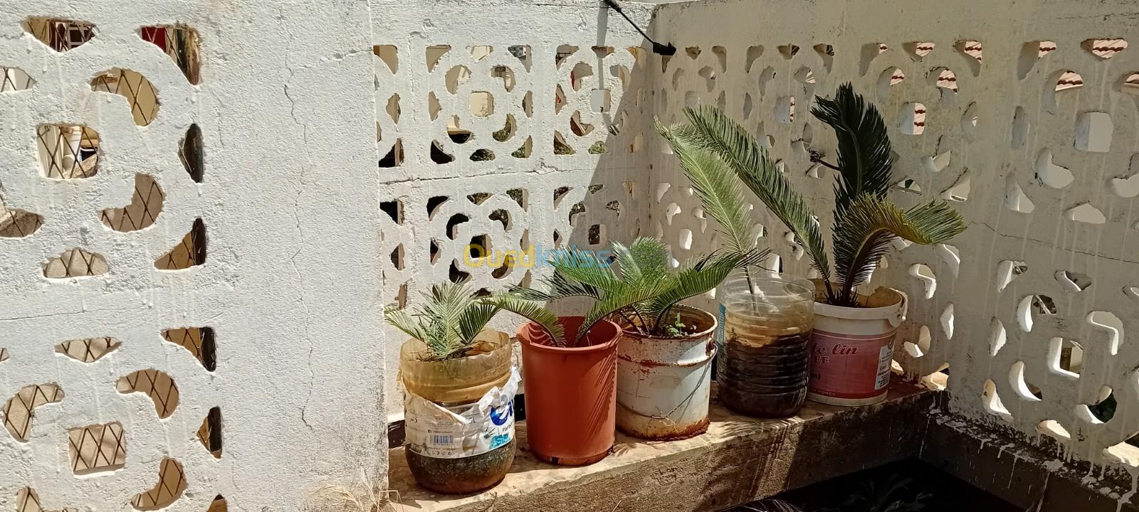 VEND PETITS CYCAS + AGES AVEC TRONC