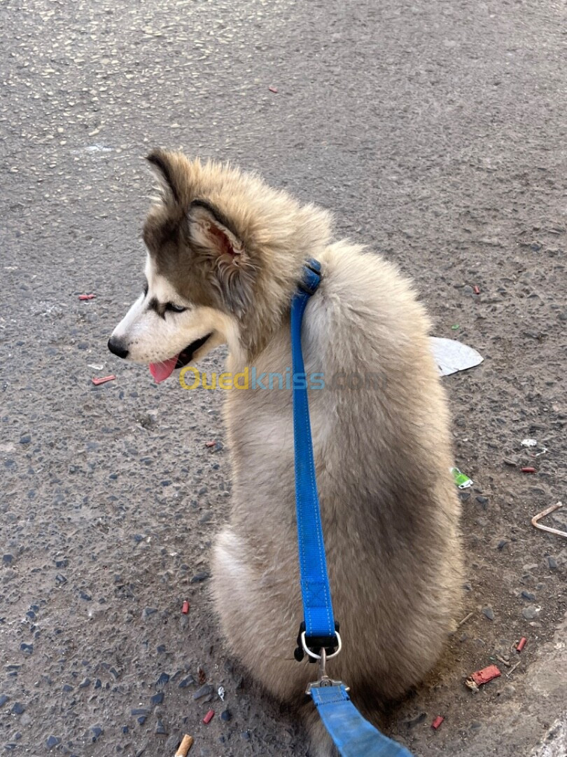 husky malamute