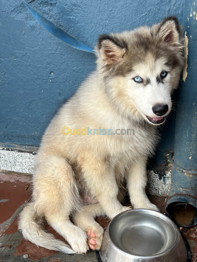 husky malamute