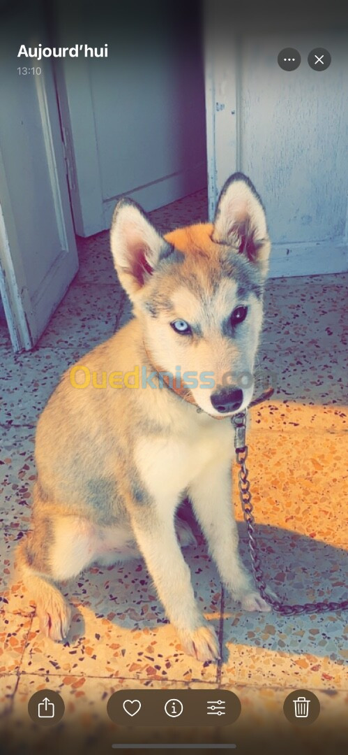 Husky siberien