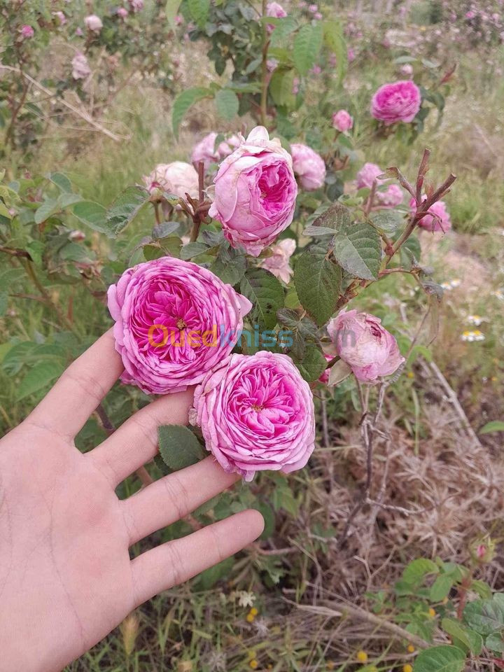 ماء الورد الدمشقي Hydrolat Rose de Damas 100% pure