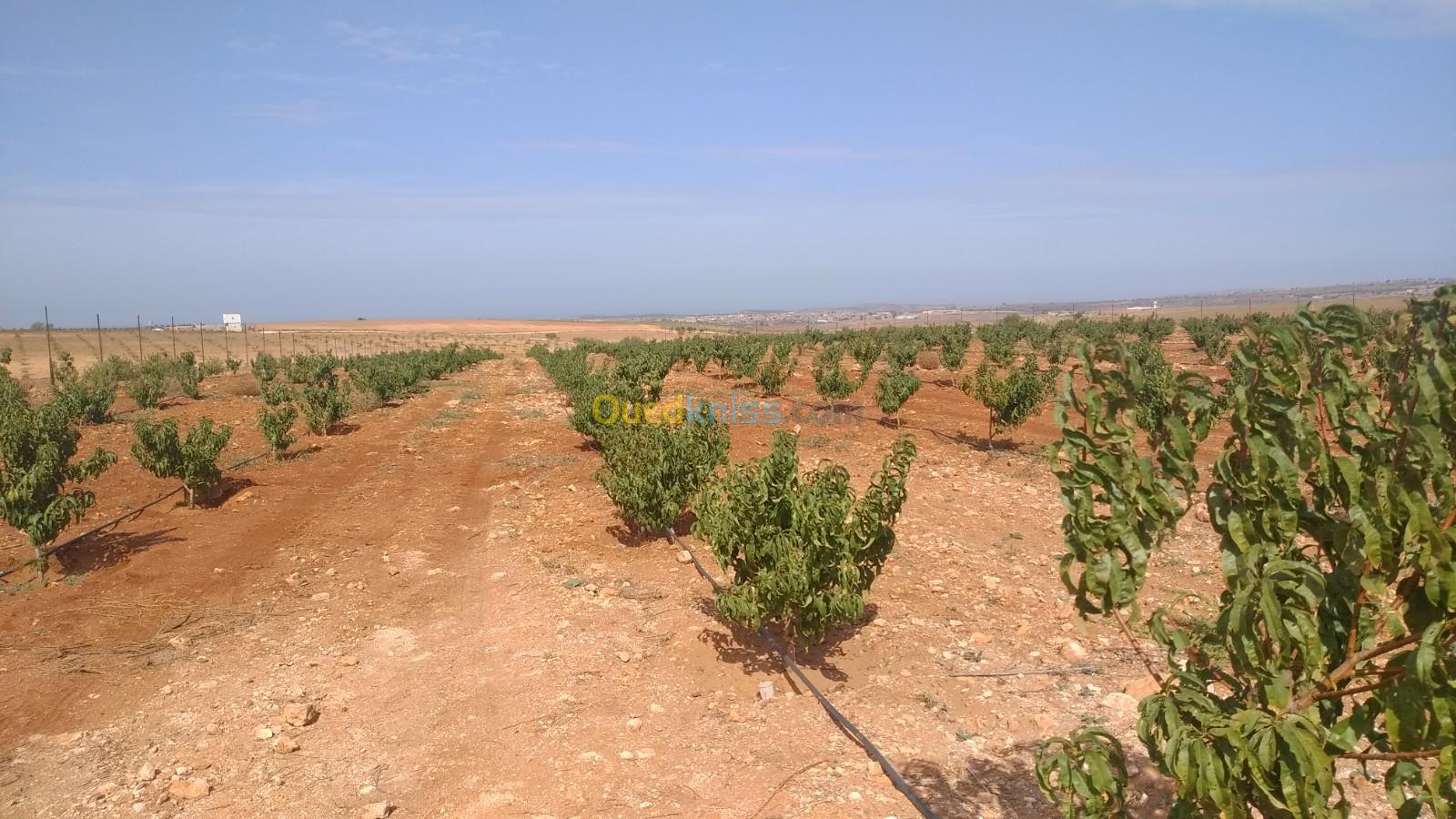 Vente Terrain Ain temouchent Sidi ben adda