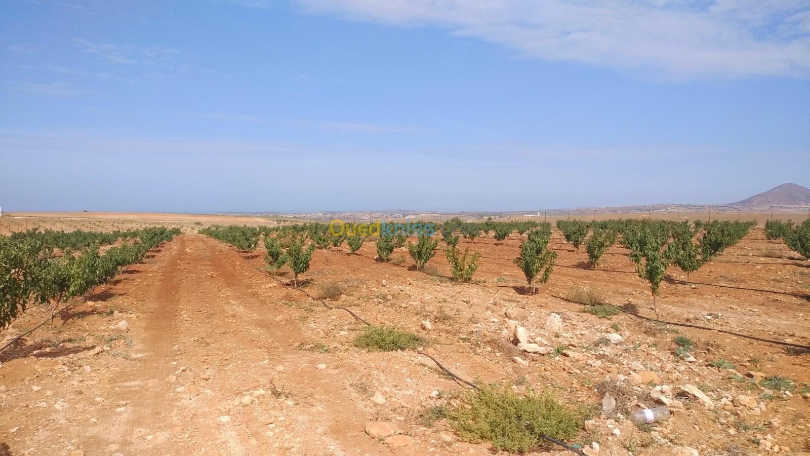 Vente Terrain Ain temouchent Sidi ben adda