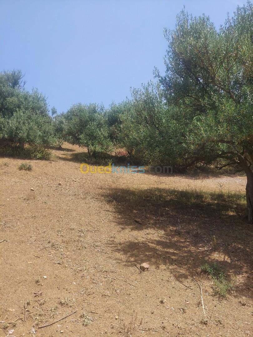 Vente Terrain Agricole Bouira Lakhdaria