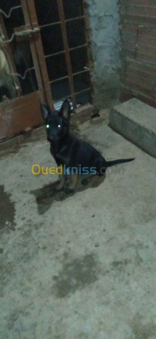 Malinois noire pure sang top caractère 3 mois 