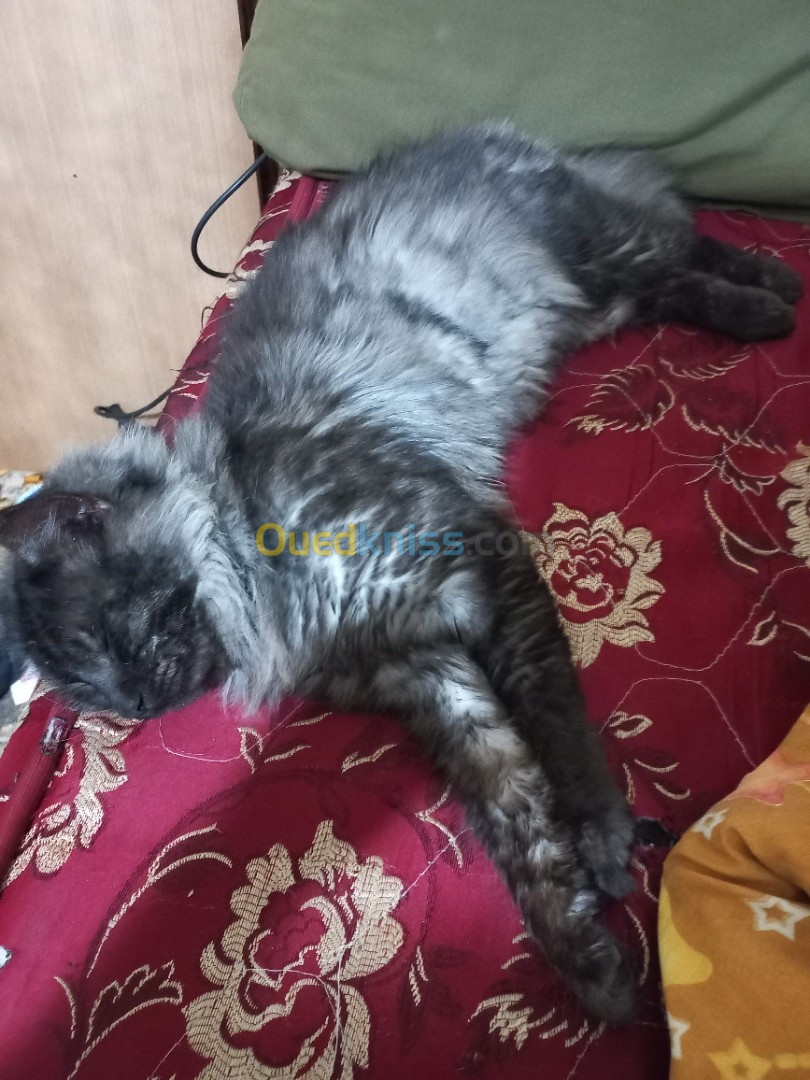 Chat de race maine coon f1