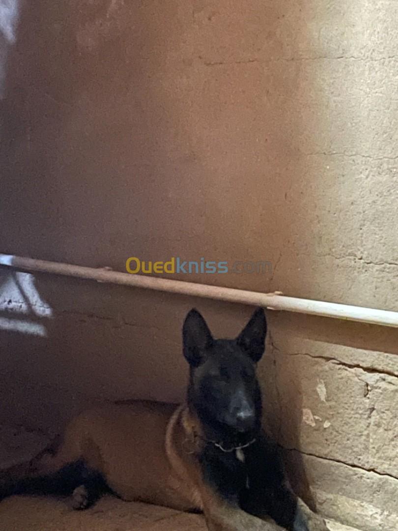 Une Chienne De Berger Malinois  