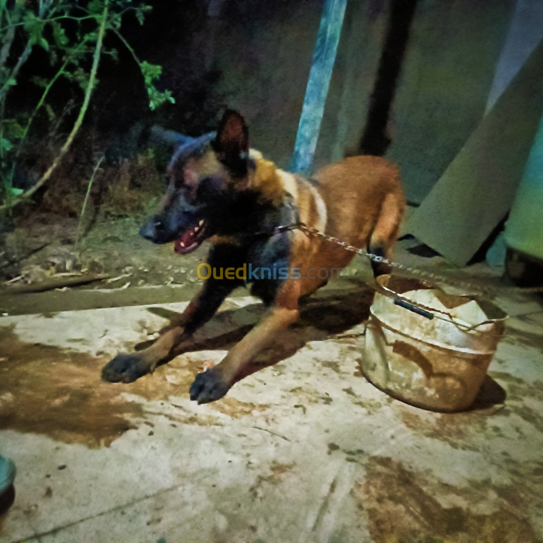 Adorable Malinois à vendre 