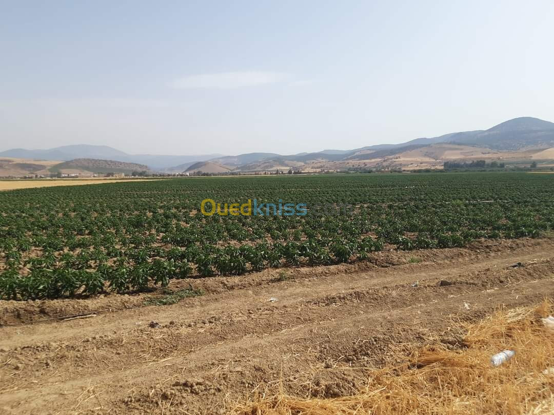 Vente Terrain Agricole Aïn Defla Oued djemaa