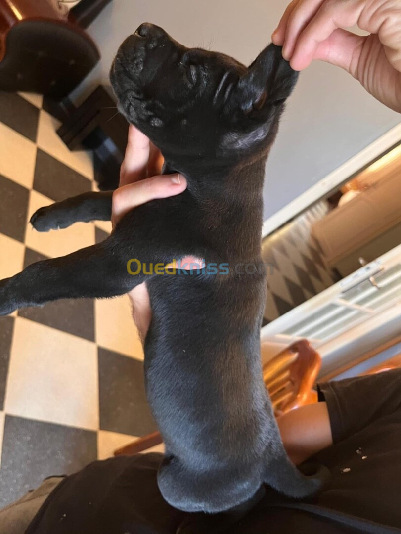 Deux chiots cane corso