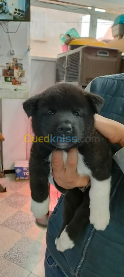 Male akita americain noir