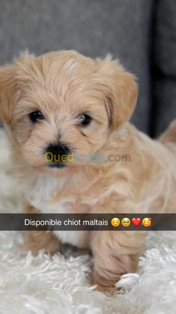 Caniche bichon maltais 