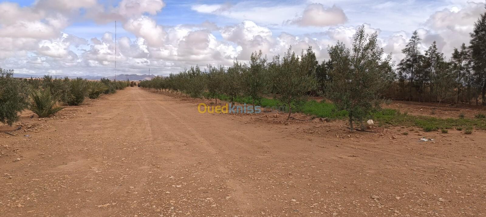 Vente Terrain Agricole Béchar Kenadsa