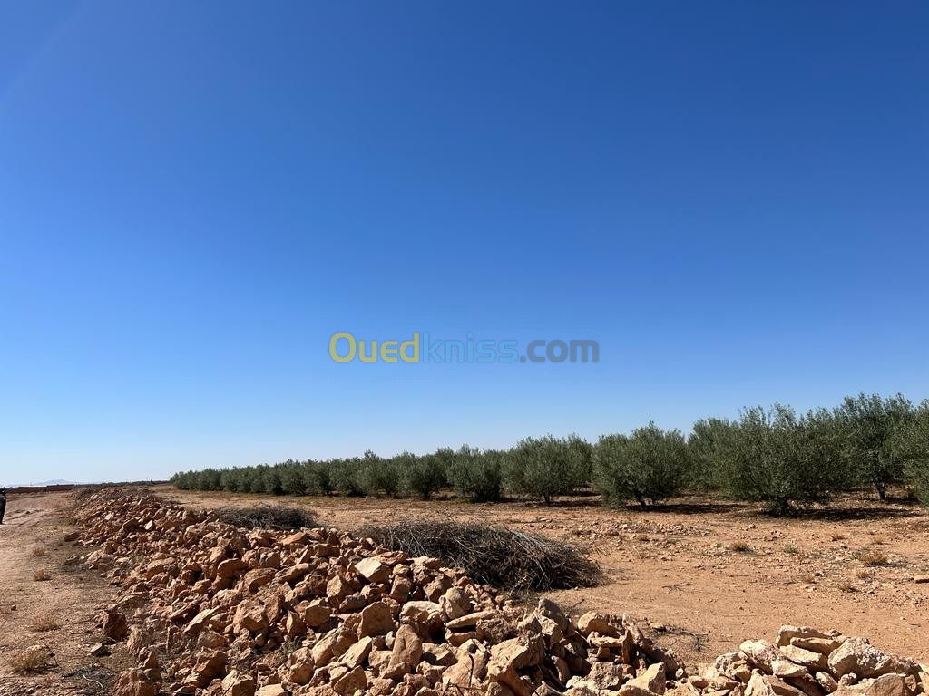 Vente Terrain Djelfa Hassi fedoul