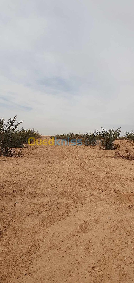 Vente Terrain Biskra Lioua