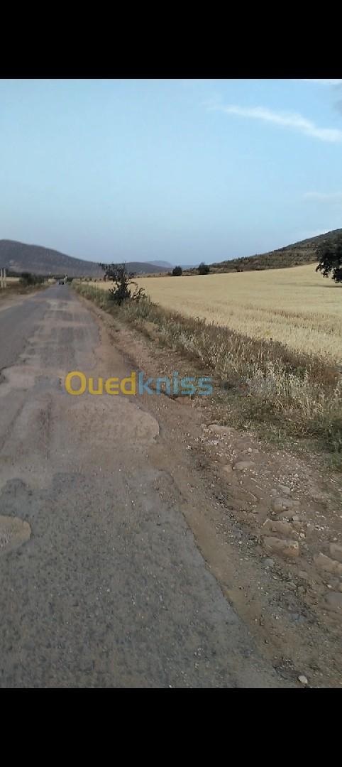 Vente Terrain Tlemcen Ain fezza