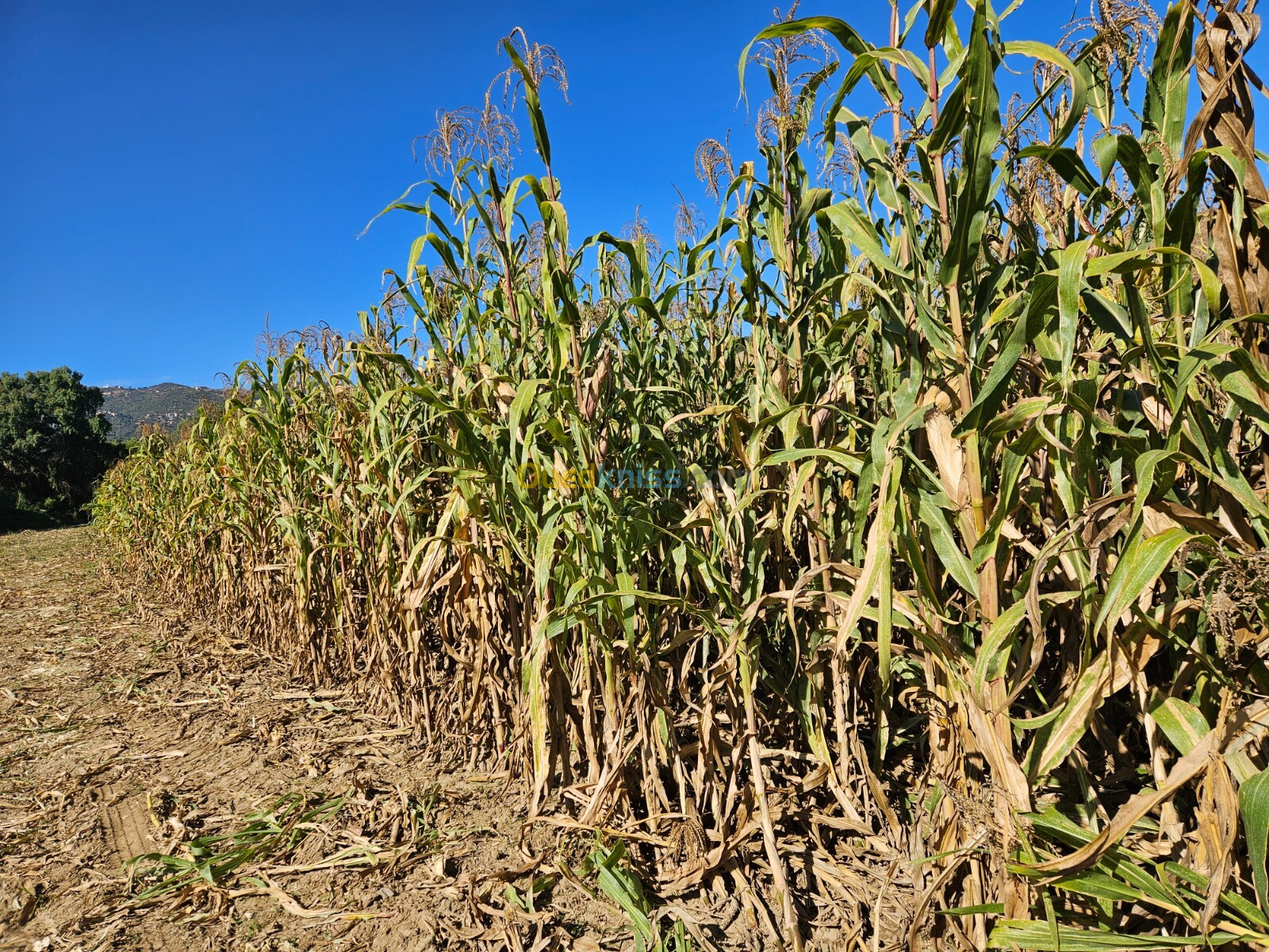 Ensilage Maïs 