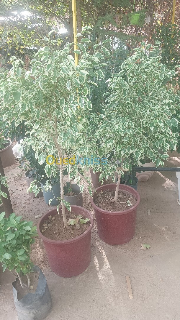 بيع جميع انواع الاشجار القزمية و الاشجار المثمرة.. vente d'arbres fruitiers 