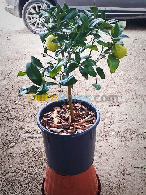 بيع جميع انواع الاشجار القزمية و الاشجار المثمرة.. vente d'arbres fruitiers 