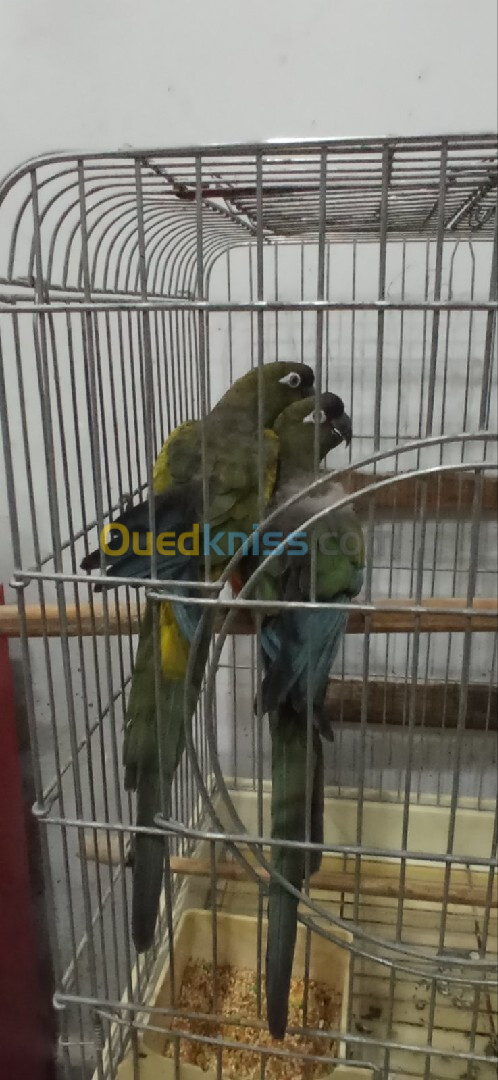 Couple perroquet conure de patagonie