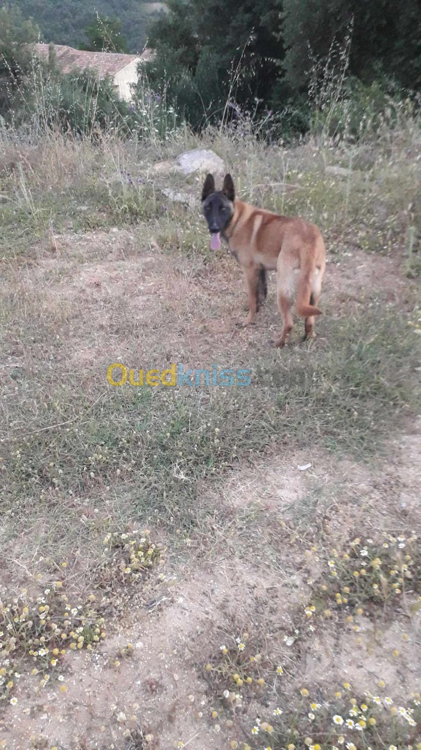 Chien malinois 