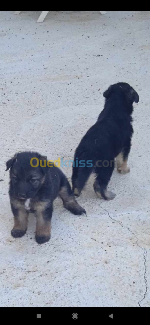 Chiots berger allemand pure rase