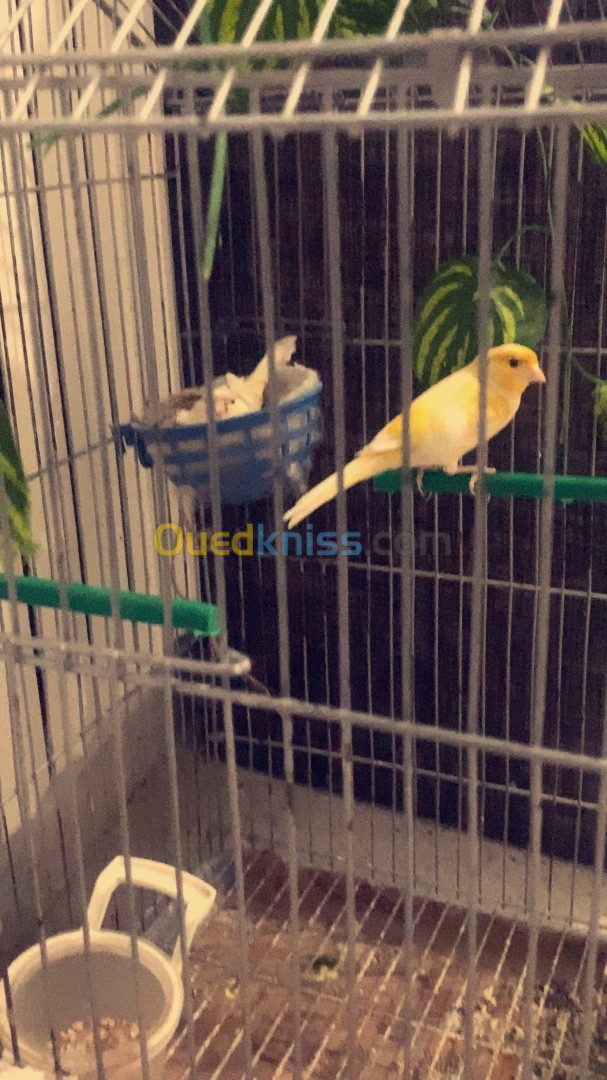 Couple canari jasp double dilution 