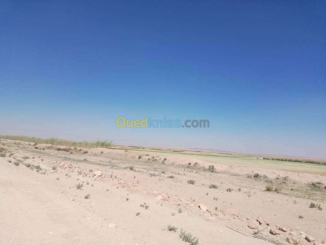 Vente Terrain Djelfa Ain el ibel