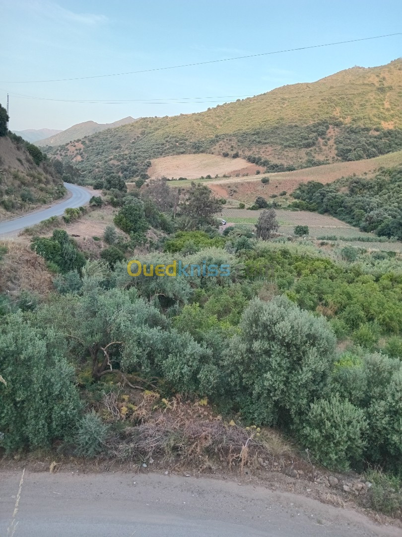 Vente Terrain Agricole Bouira Lakhdaria