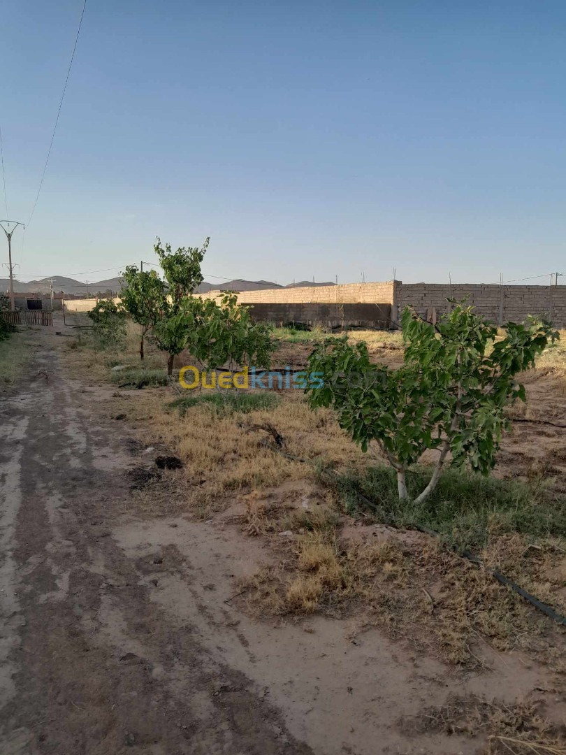 Vente Terrain Agricole Laghouat Laghouat