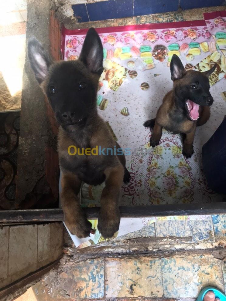 les chiot malinois charbonner