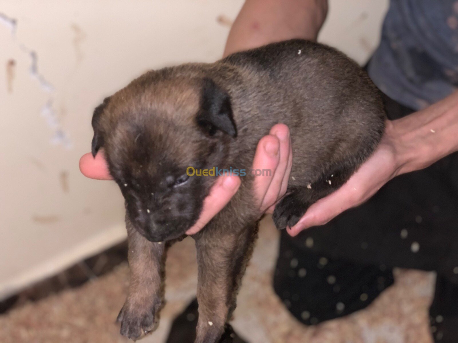 Chiots a vendre le père malinois bleu, le femelle malinois standart grand gabarit 