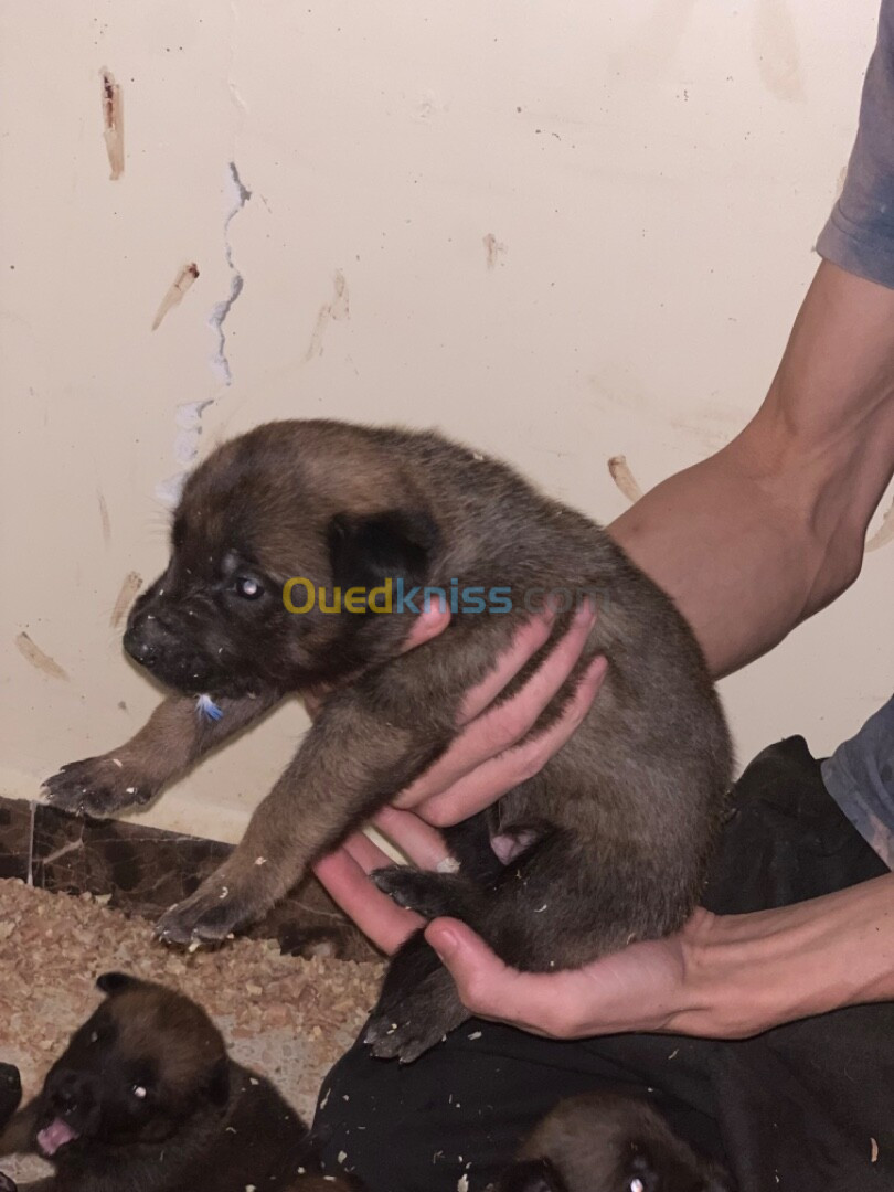 Chiots a vendre le père malinois bleu, le femelle malinois standart grand gabarit 