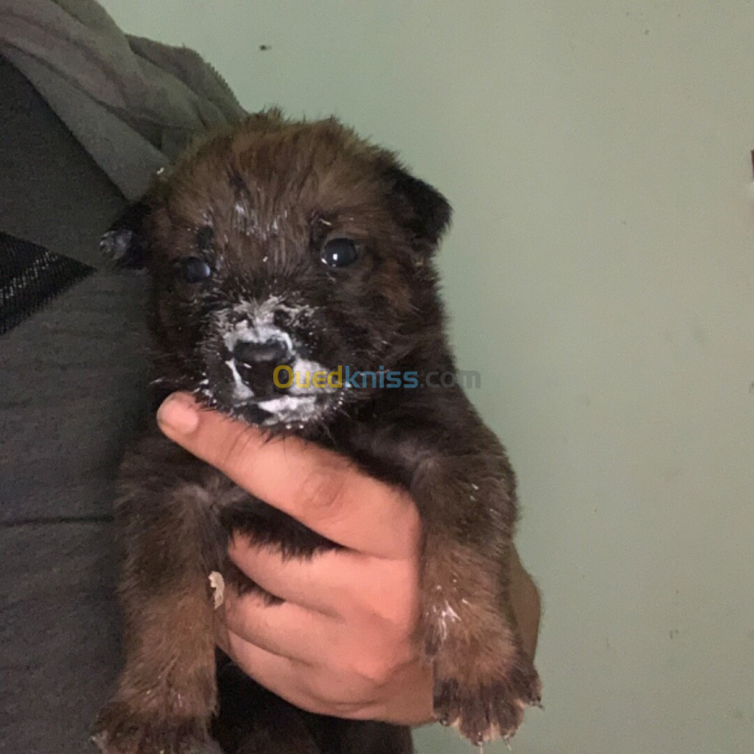 Chiots malinois a vendre 